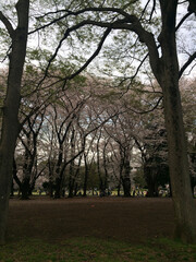 trees in the park