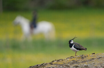 TOFSVIPA  Northern lapwing (Vanellus vanellus)