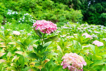 アジサイ