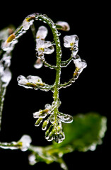 Fototapeta premium Frozen flower in winter