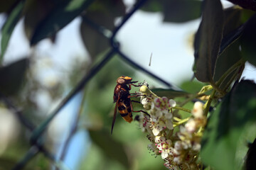 Bee on the flowers