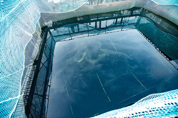 Fish farm for breeding cages for sturgeon fry. Concept aquaculture pisciculture top view.