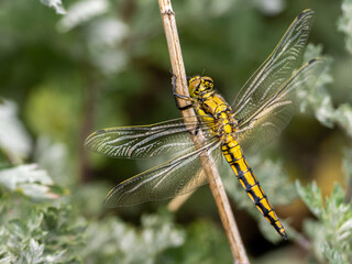 Libelle