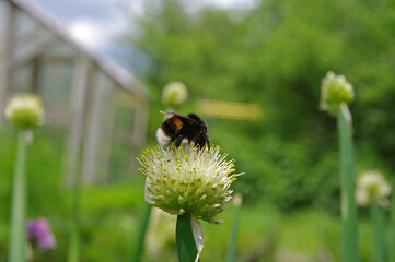 Bumblebee on a flowering onion.