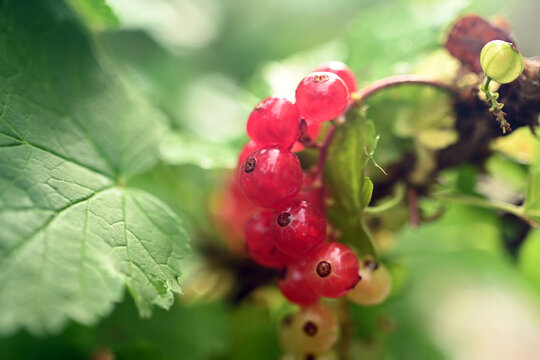 Macro shot of ripening red and green currant berries. High quality macro photo. Raw currant berries.