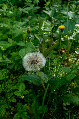 dandelion in the grass