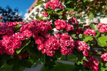 pink flowers hawthorn in the garden