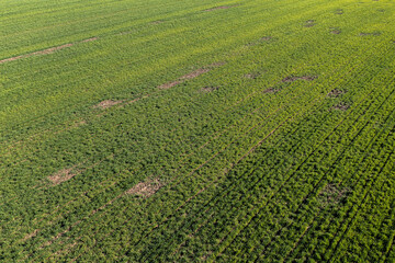 Damaged wheat crop seedling field
