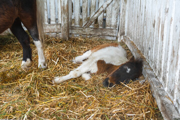 Beautiful newborn pony horse foal sleeping in barn