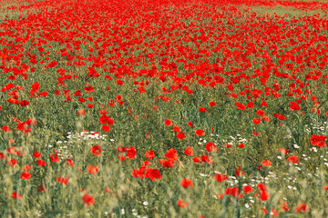 Fototapeta premium Papaver rhoeas or red poppy flower in meadow. This flowering plant is used a symbol of remembrance of the fallen soldiers.
