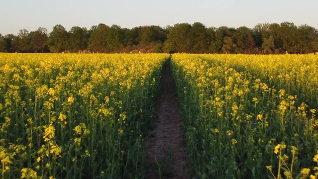 Blooming rapeseed field on sunny spring day - aerial drone view. Drone flying above beautiful canola rapeseed field with yellow flowers.