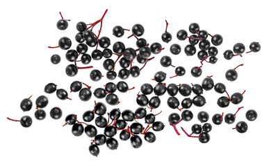 European black elderberries isolated on a white background, top view. Sambucus.