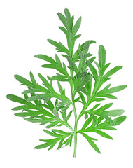 Top view of medicinal wormwood isolated on a white background. Fresh sagebrush sprig.