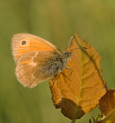 A butterfly small heath perched on a brown leaf