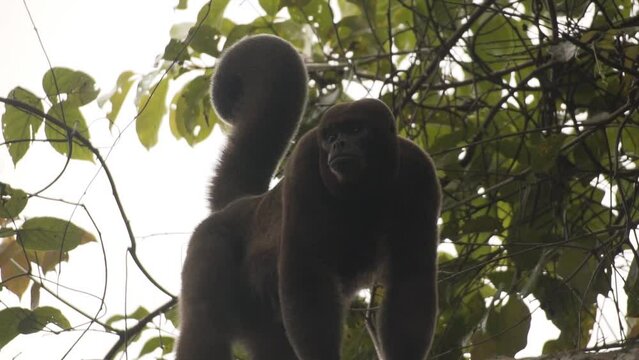 Portrait Of A Woolly Monkey On Tropical Rainforest In Colombia. Low Angle