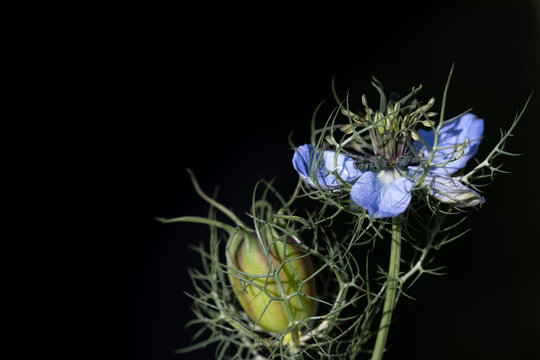 Close-up of a blue flower and bud of a daisy daisy (Nigella damascena) growing in nature against a dark background, emerging from the shadows.