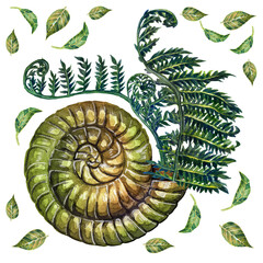 Prehistoric shell with ferns in the golden ratio. Watercolor drawing isolated on white background.