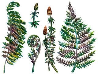 Various prehistoric plants. Seeds, cones, fern. Watercolor drawing on a white background.