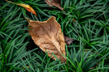 Close-up view of dry leaves falling on the ground