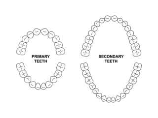 Secondary and primary teeth anatomy. Child and adult jaw illustration. Adult and child tooth arrival chart. Secondary and primary teeth silhouette