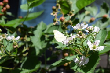 Kohlweißling auf eine Brombeerblüte
