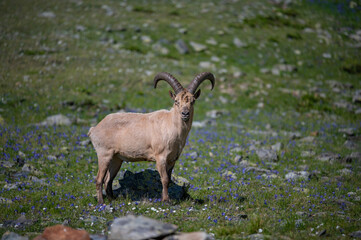 mountain goat on a meadow in summer