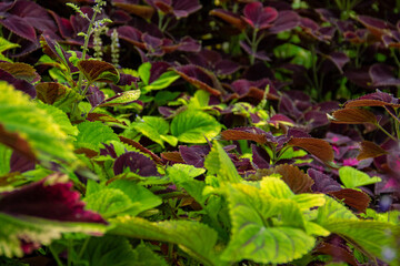 Very pretty coleus plant leaf background in green and red warna