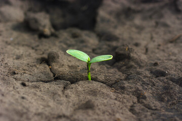 Watermelon sprout grows in the home garden.