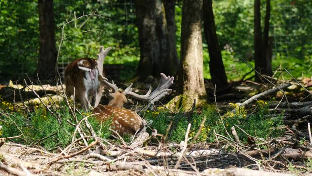Fallow deer in natural environment. Vision Park in Auberive region, France. Slow motion