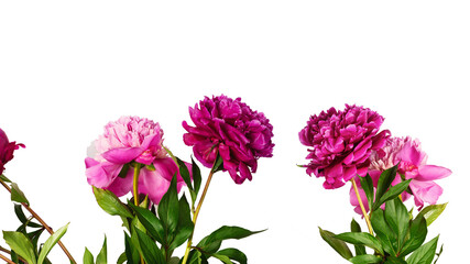 Different colors peonies flowers isolated on white