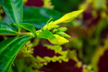 Yellow background of alamanda catharica flowers growing in the garden