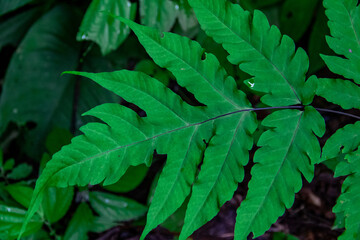 Close-up view of fresh green leaves background