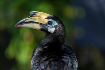 Portrait of a hornbill in profile. Bali. Indonesia