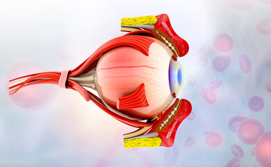 Anatomy of human eye. medical concept. 3d illustration.