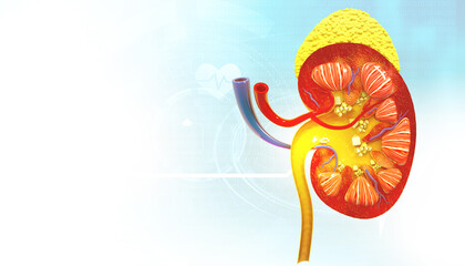Human kidney cross section. 3d illustration.
