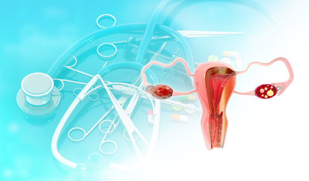 Female uterus anatomy on medical background. 3d illustration.