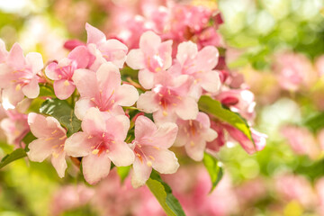 Obraz premium Flowering bush of weigela rosea in the garden close-up. Lots of pink flowers on a bush in the garden. Selective focus.