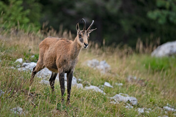 Chamois (Rupicapra rupicapra) mâle en été. Alpes. France