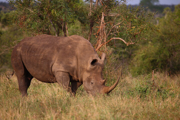 Fototapeta premium Breitmaulnashorn / Square-lipped rhinoceros / Ceratotherium simum