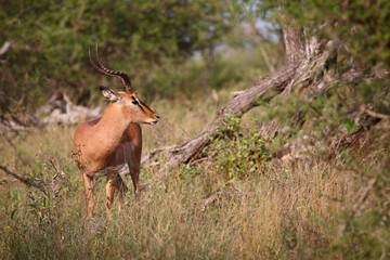 Schwarzfersenantilope / Impala / Aepyceros melampus