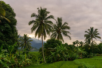 Fototapeta na wymiar street view in green rice fields and coconut trees