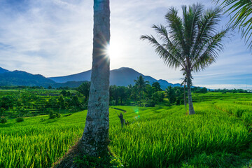 Fototapeta na wymiar the morning sun in the green rice field scenery