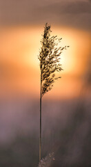 Reed in pink red orange sunlight. Romantic sunset. Dreamy and calm mood in nature