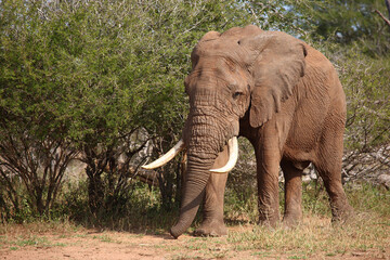 Obraz premium Afrikanischer Elefant / African elephant / Loxodonta africana