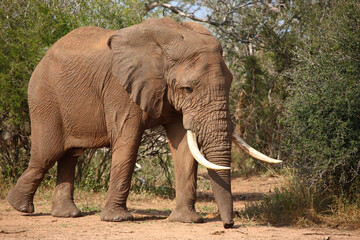 Afrikanischer Elefant / African elephant / Loxodonta africana