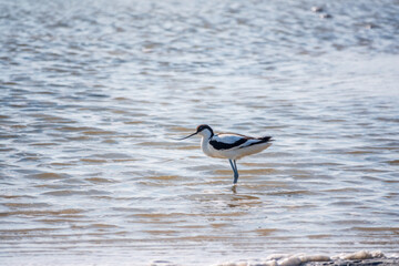 Water bird pied avocet, Recurvirostra avosetta, feeding in the lake. The pied avocet is a large...