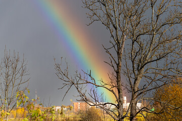 View on the bright rainbow and dramatic sky through the tree.
