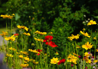 Fototapeta premium Yellow and red flowers grow in the garden.