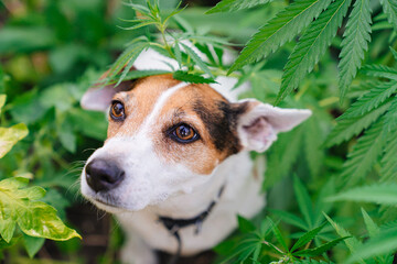 training of service dogs to search for cannabis plants. illegal cultivation of cannabis. narcotic...