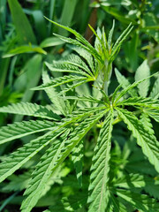 hemp sprout. illegal cultivation of cannabis. narcotic plant.